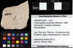 Foto (Objket + Etiketten) von Cracensigillatus acutirostris (Moericke, 1889) 